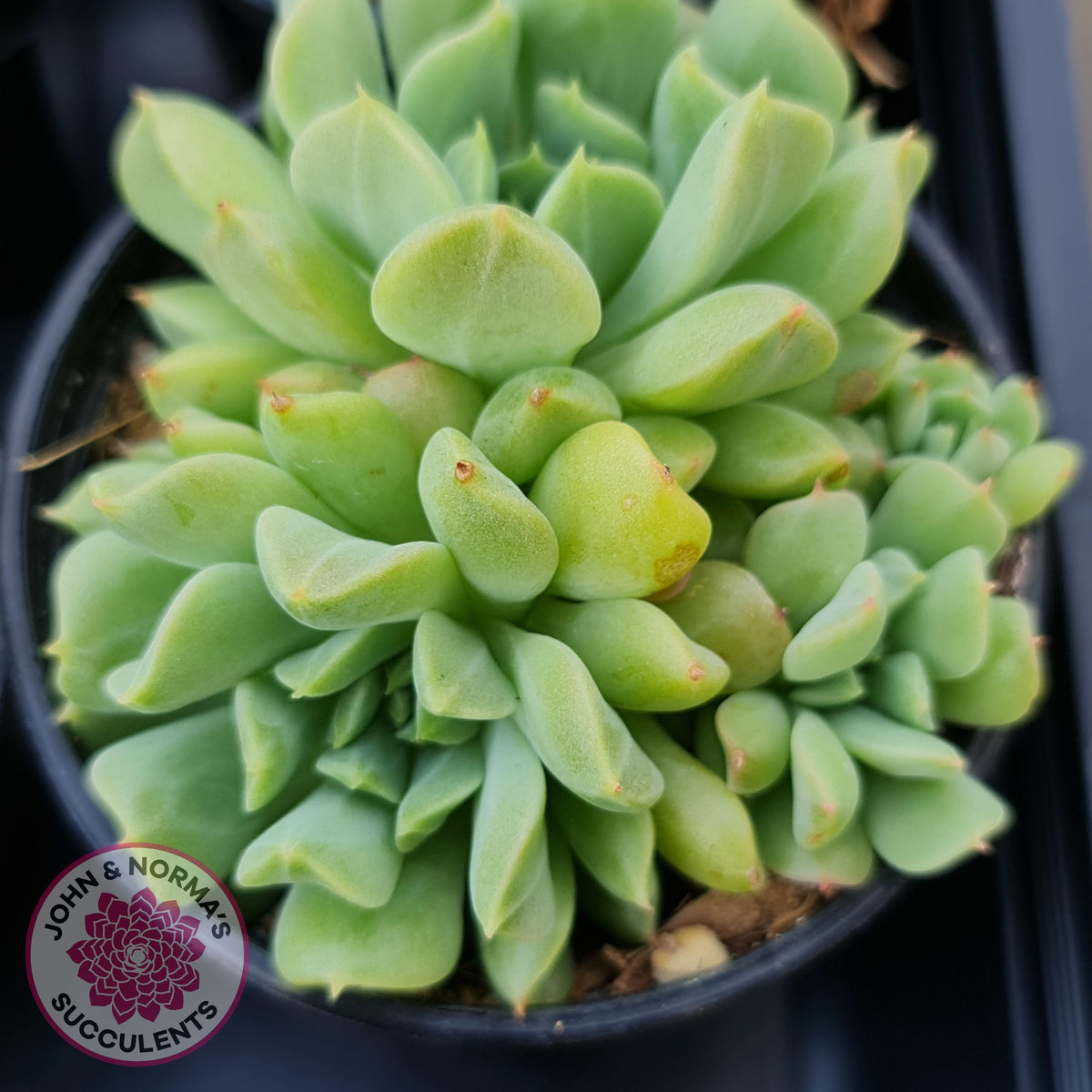 Echeveria 'Irish Mint'