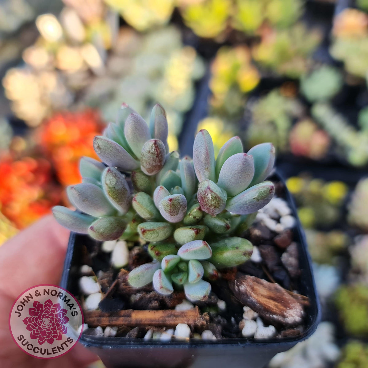 Graptoveria 'Purple Dream'