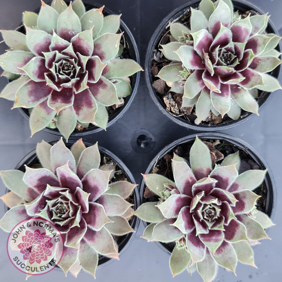 Sempervivum 'Little Darling'