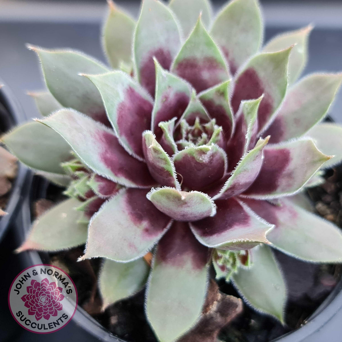 Sempervivum 'Little Darling'