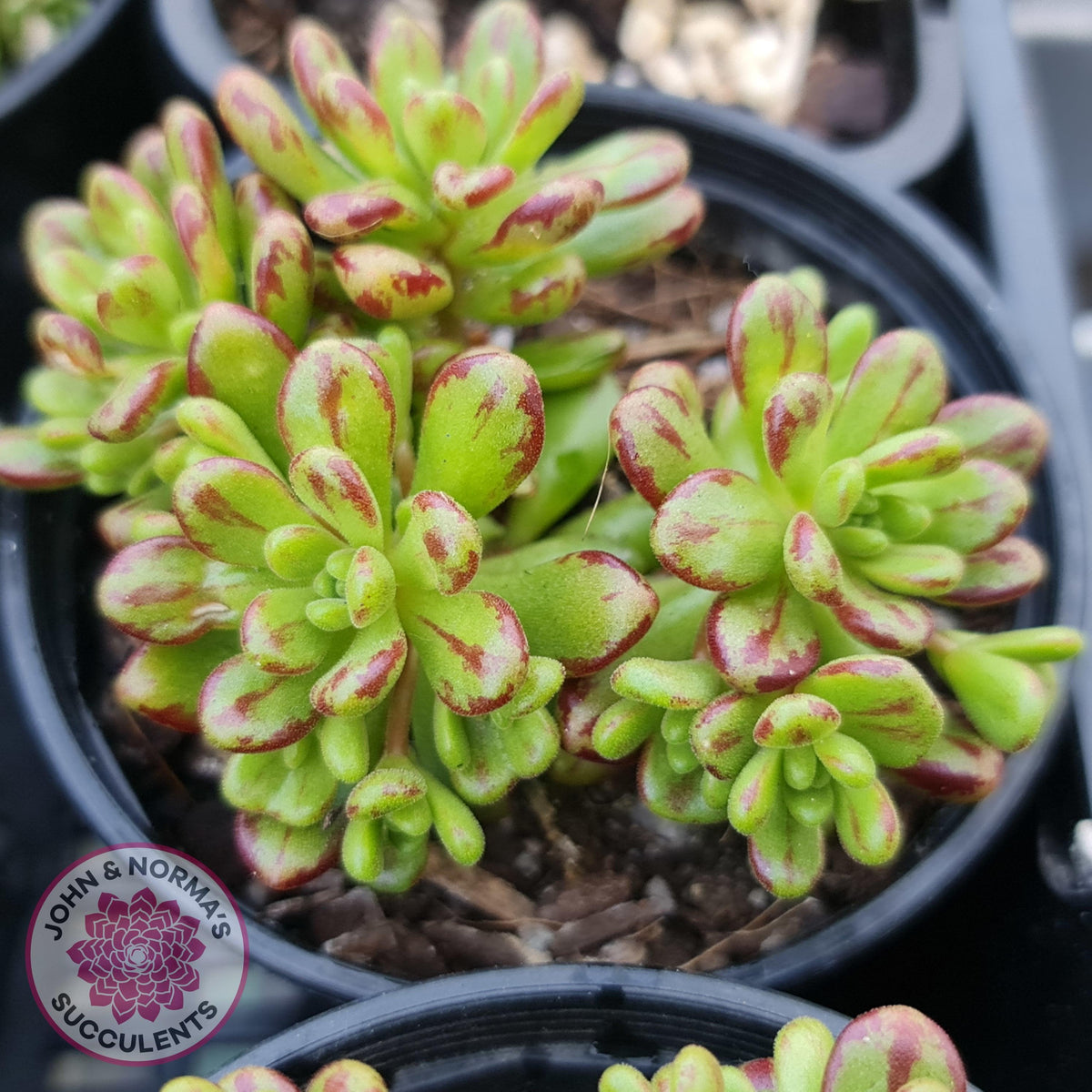 Aeonium sedifolium