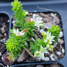 Load image into Gallery viewer, Sedum Spiral Staircase - John & Norma's Succulents