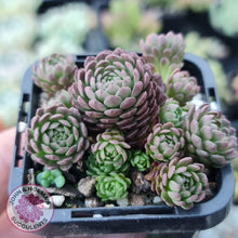Load image into Gallery viewer, Rosularia Platyphylla - John & Norma's Succulents
