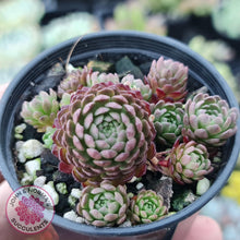 Load image into Gallery viewer, Rosularia Platyphylla - John & Norma's Succulents