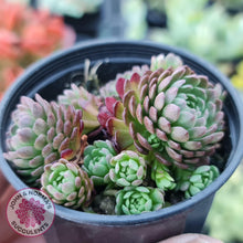 Load image into Gallery viewer, Rosularia Platyphylla - John & Norma's Succulents