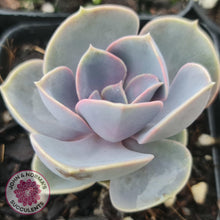 Load image into Gallery viewer, Perle Von Nurnberg - John & Norma's Succulents