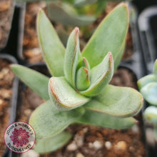 Load image into Gallery viewer, Crassula Shandy - John & Norma's Succulents