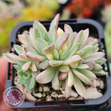 Load image into Gallery viewer, Echeveria Green Emerald variegata - John & Norma's Succulents