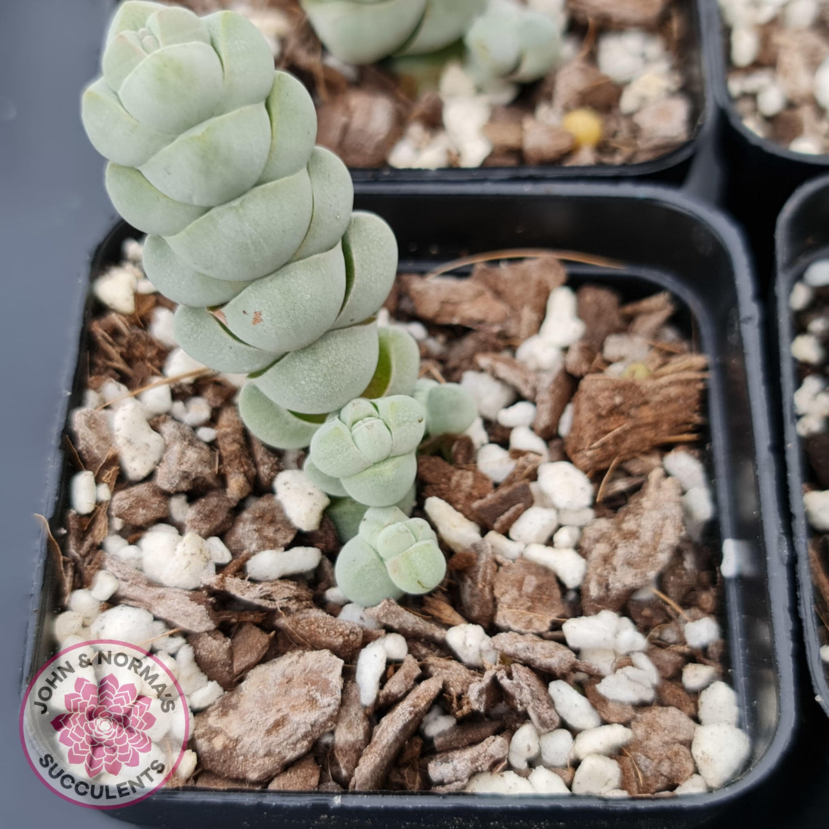 Crassula plegmatoides aka Crassula 'Arta'