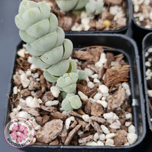 Load image into Gallery viewer, Crassula plegmatoides aka Crassula Arta - John & Norma's Succulents