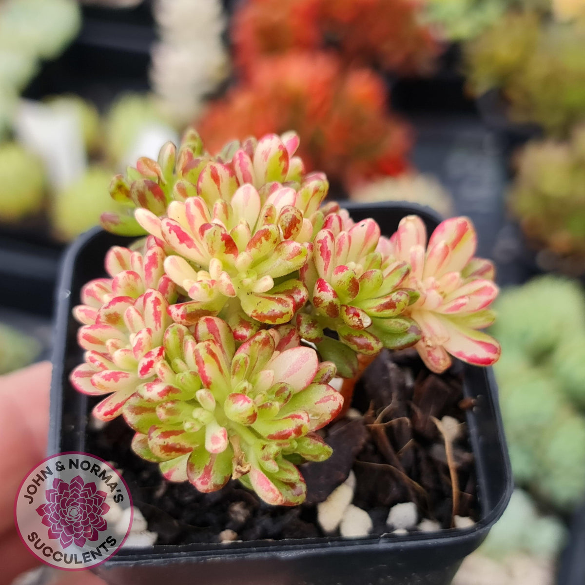 Aeonium sedifolium Variegated