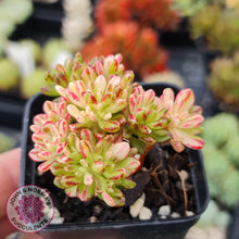 Load image into Gallery viewer, Aeonium sedifolium Variegated - John & Norma's Succulents