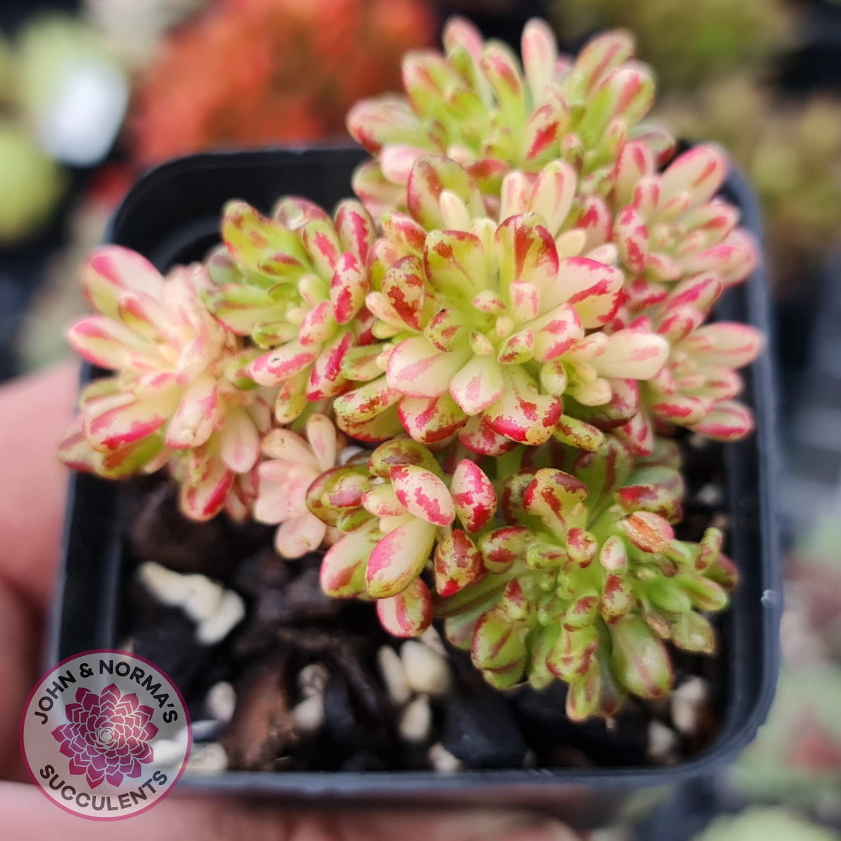 Aeonium sedifolium Variegated