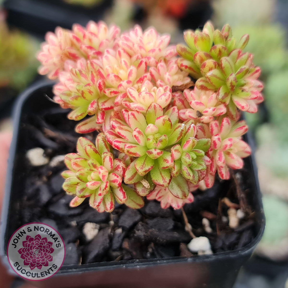 Aeonium sedifolium Variegated