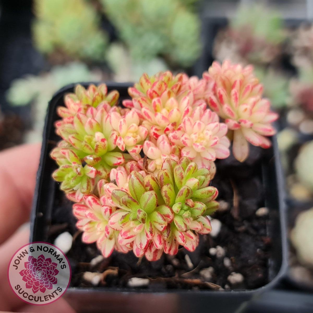 Aeonium sedifolium Variegated