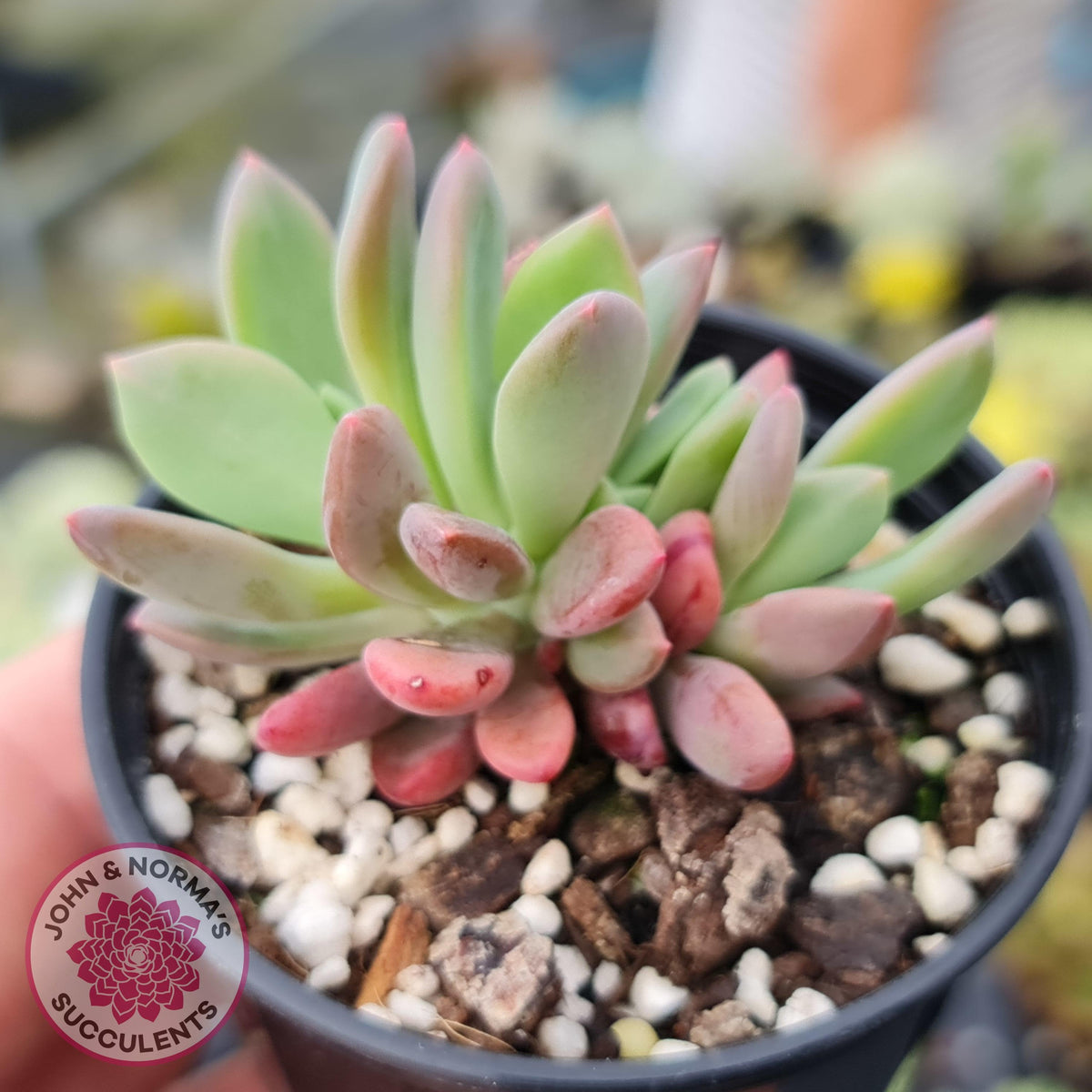 Pachyveria Dr Cornelius