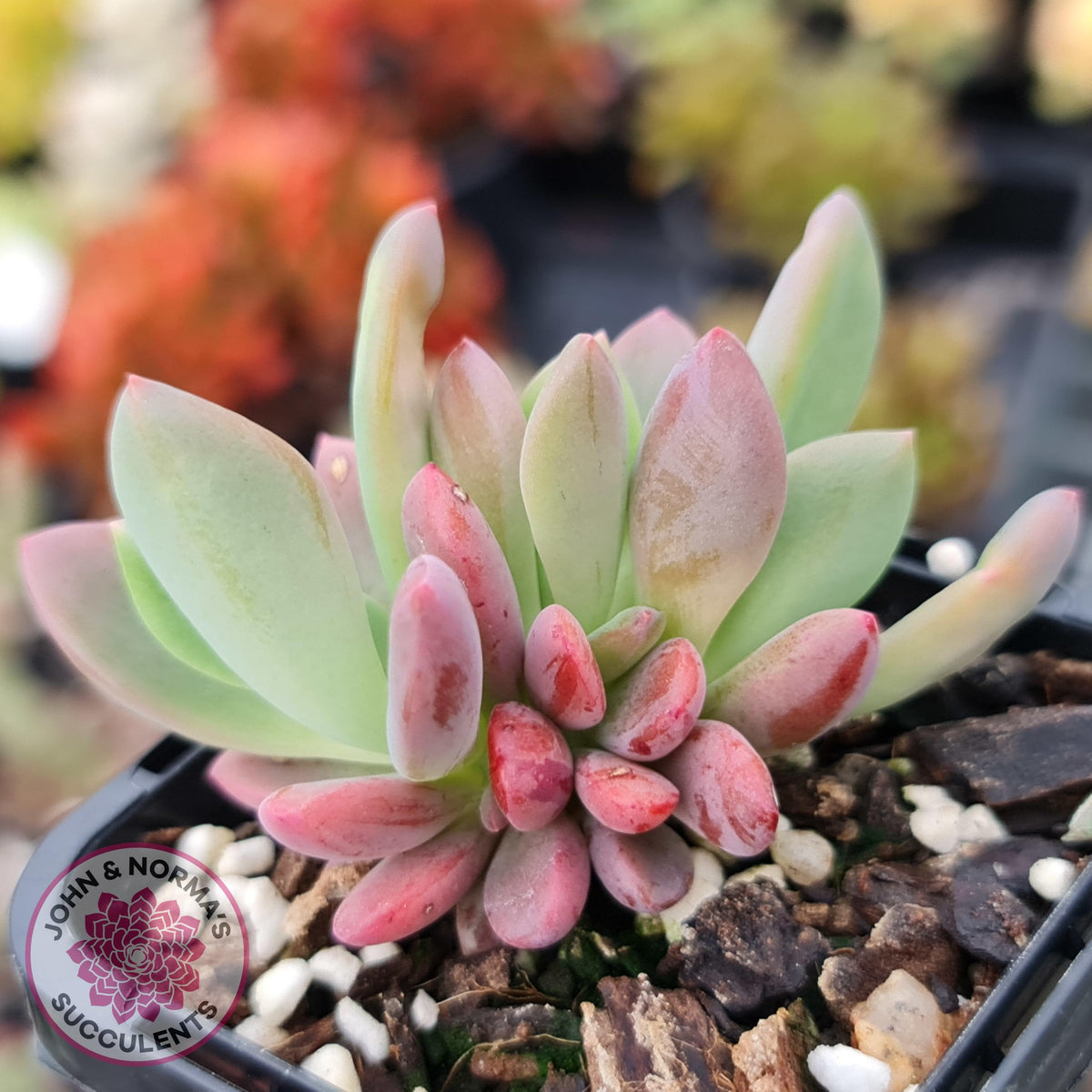 Pachyveria Dr Cornelius
