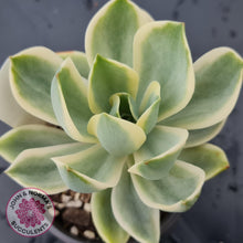 Load image into Gallery viewer, Graptoveria Fred Ives Variegata - John & Norma's Succulents