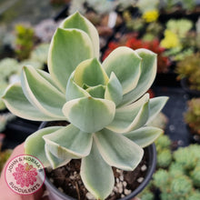 Load image into Gallery viewer, Graptoveria Fred Ives Variegata - John & Norma's Succulents