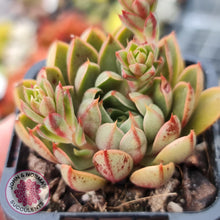 Load image into Gallery viewer, Echeveria Shamrock - John & Norma's Succulents
