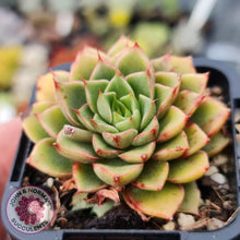 Load image into Gallery viewer, Echeveria Shamrock - John & Norma's Succulents