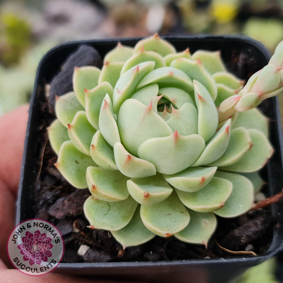 Echeveria Ben Badis