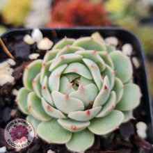 Load image into Gallery viewer, Echeveria Ben Badis - John & Norma's Succulents