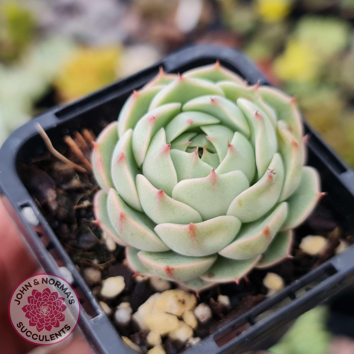 Echeveria Ben Badis