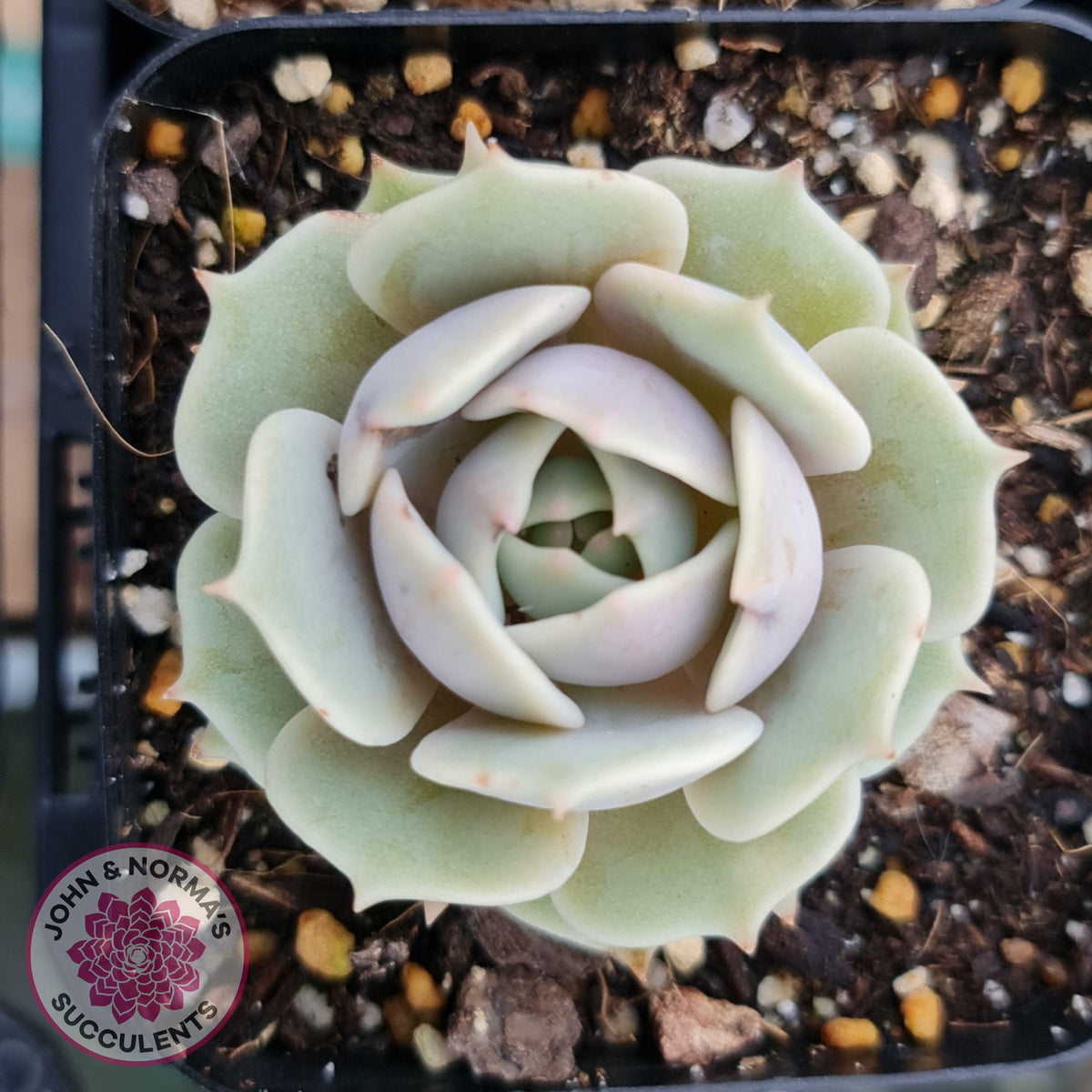 Echeveria Lola