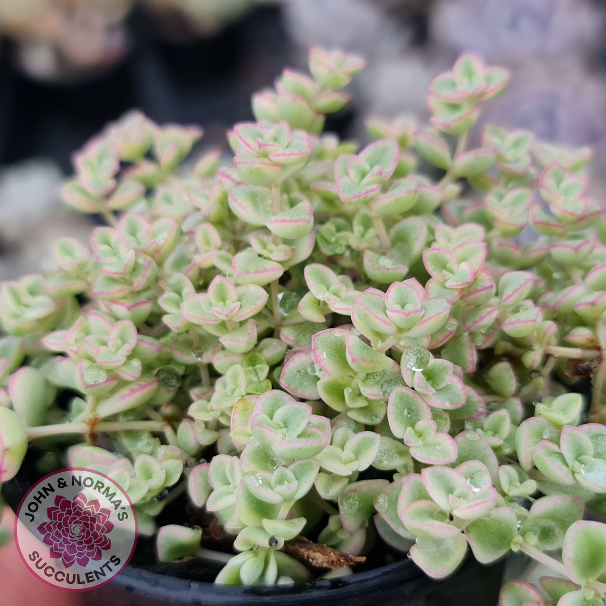 Crassula pellucida subsp. marginalis minima albo variegata 'Little Missy'