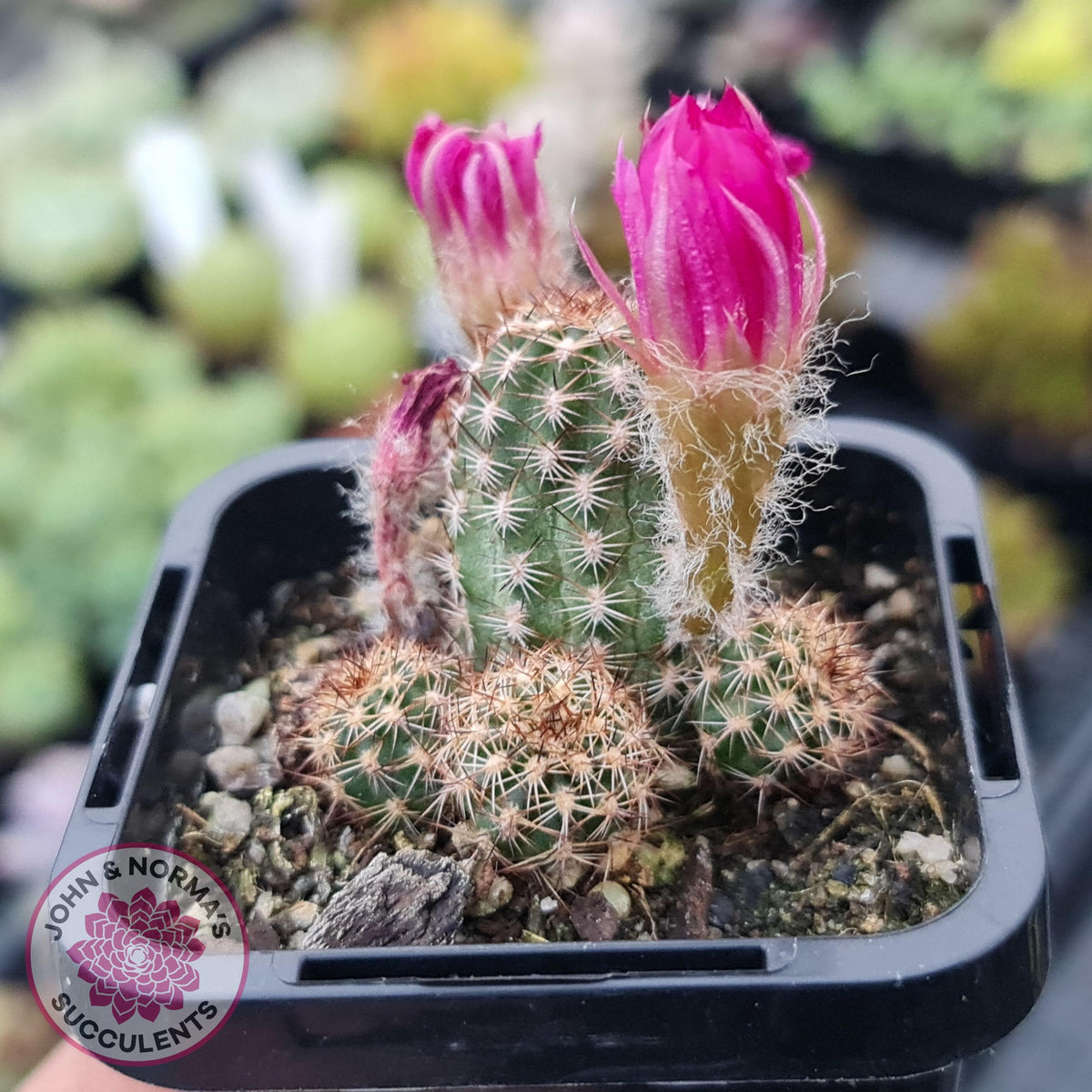 Chamaelopsis Hybrid