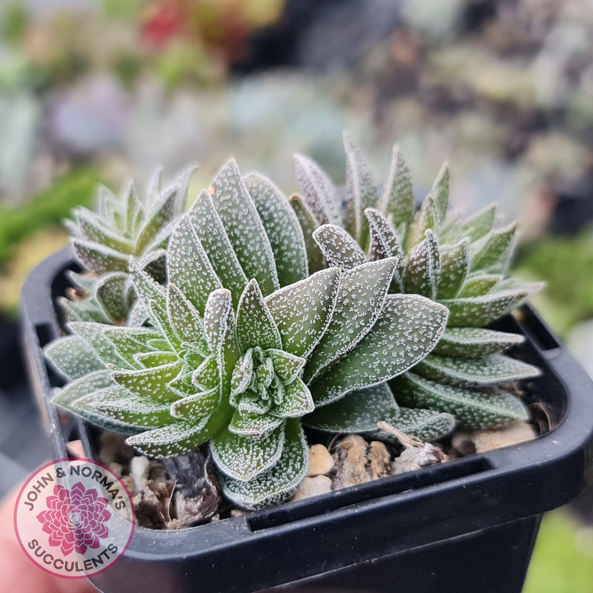 Crassula Frosty