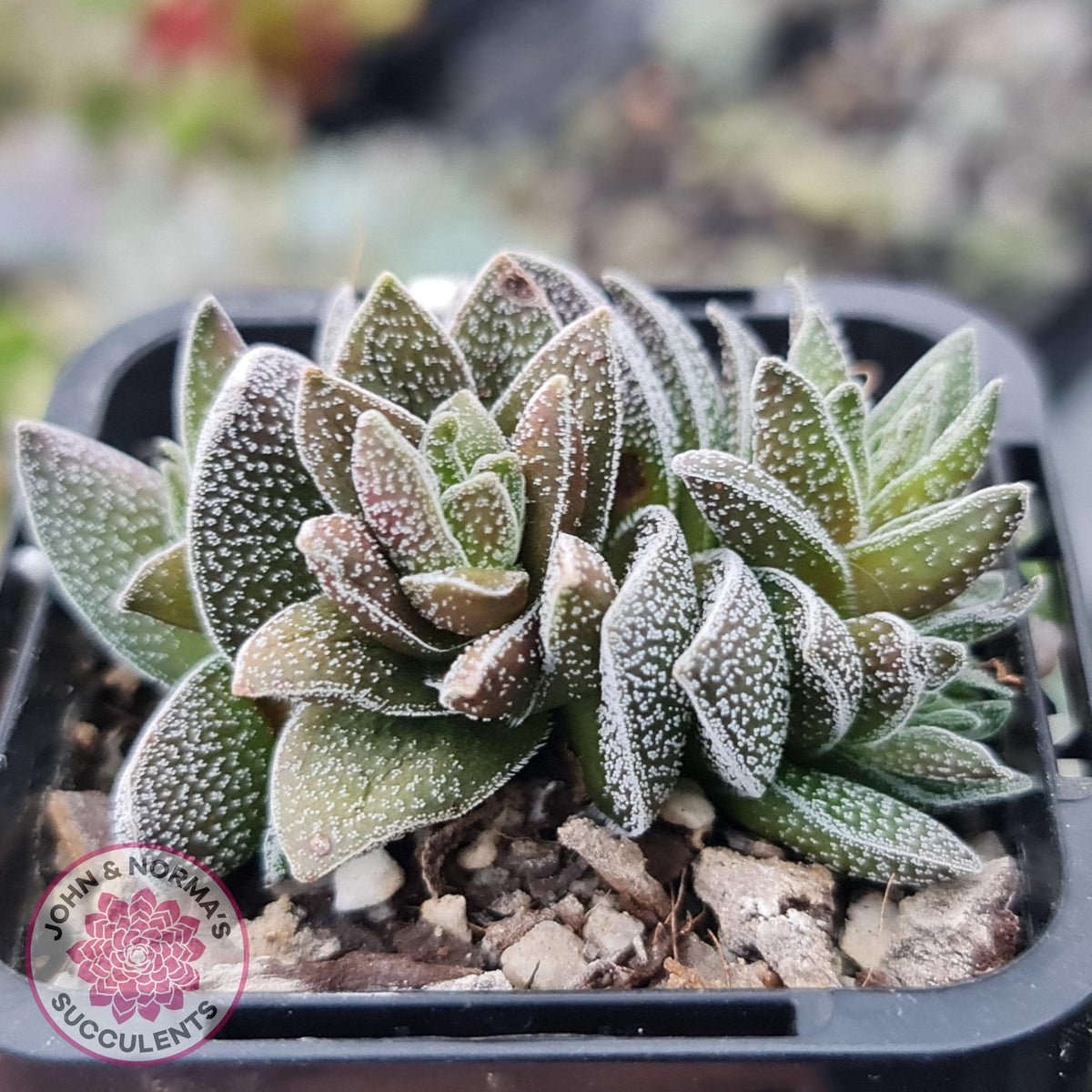 Crassula Frosty