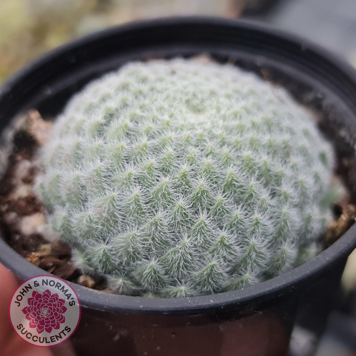 Sempervivum Ciliosum (multi)