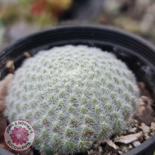 Load image into Gallery viewer, Sempervivum Ciliosum - John & Norma's Succulents