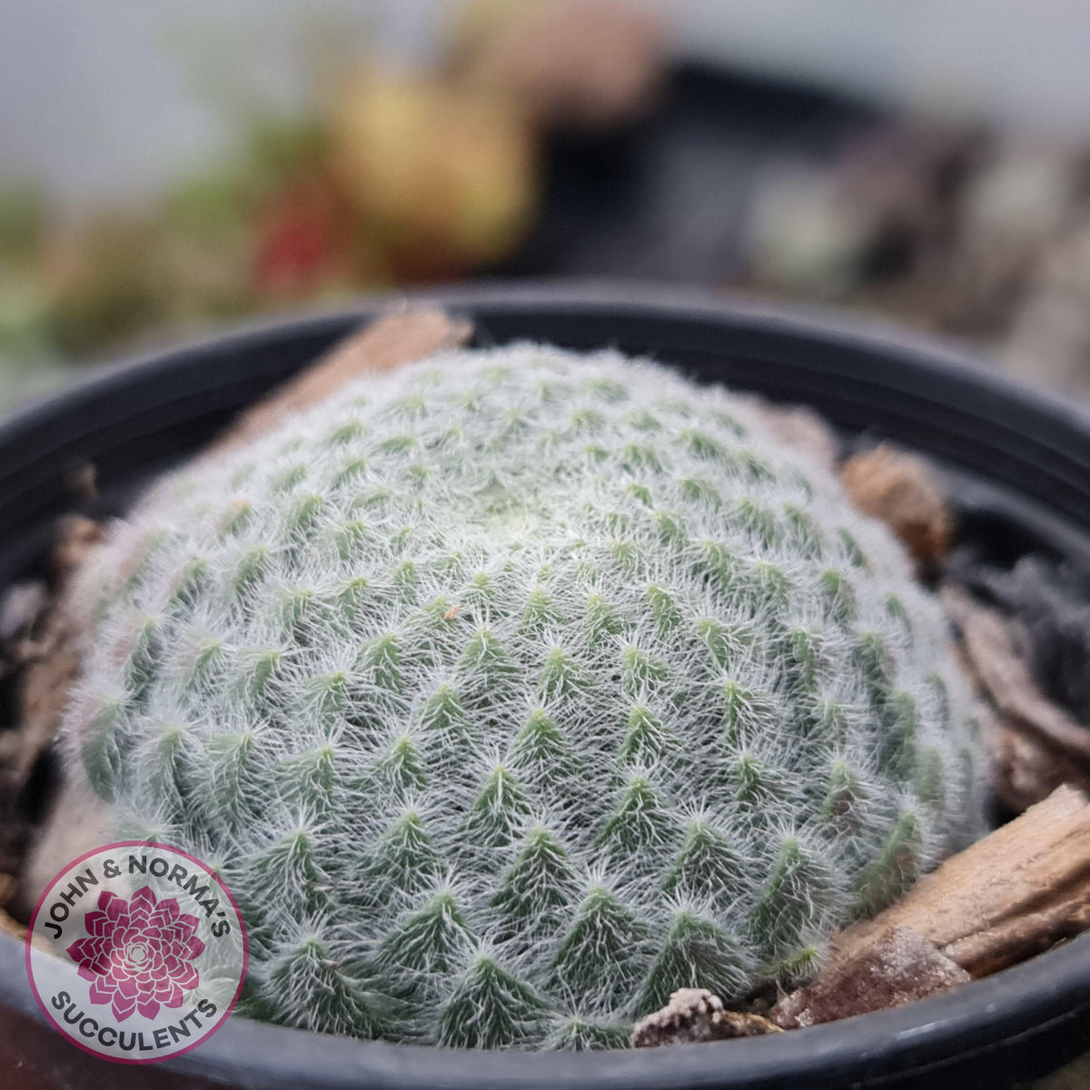 Sempervivum Ciliosum (multi)
