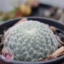 Load image into Gallery viewer, Sempervivum Ciliosum - John & Norma's Succulents