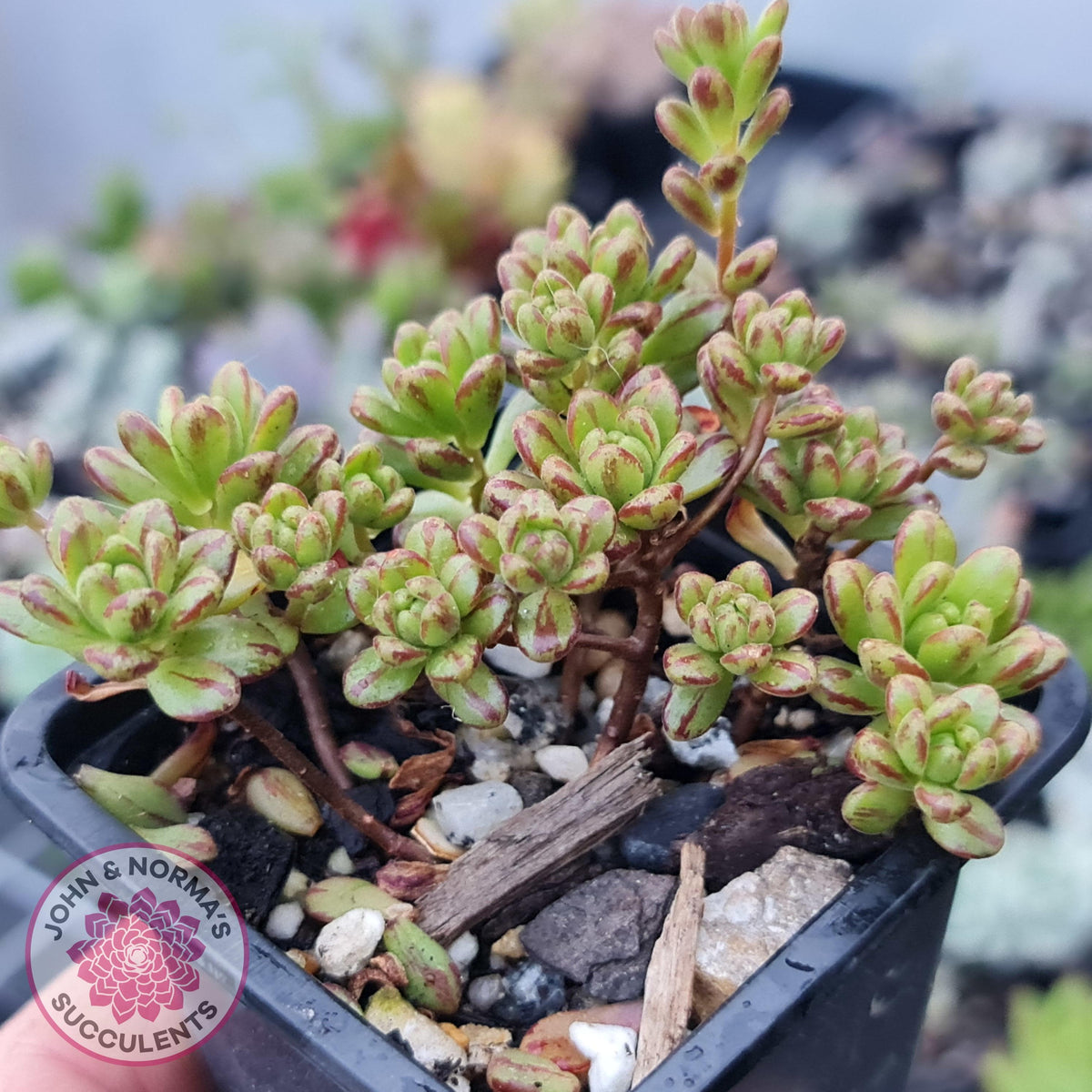 Aeonium sedifolium