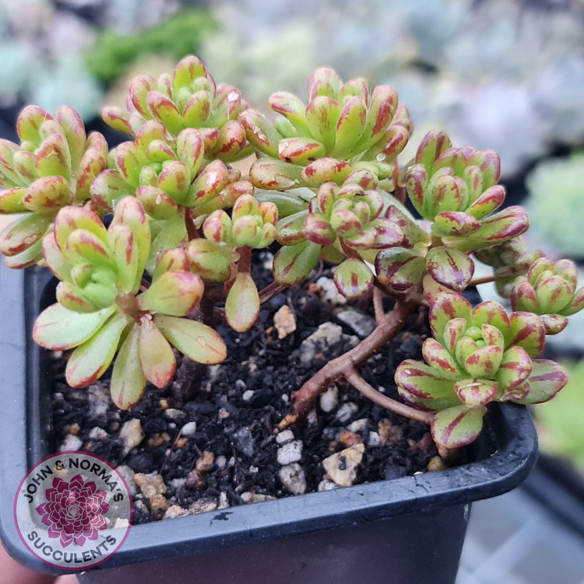 Aeonium sedifolium