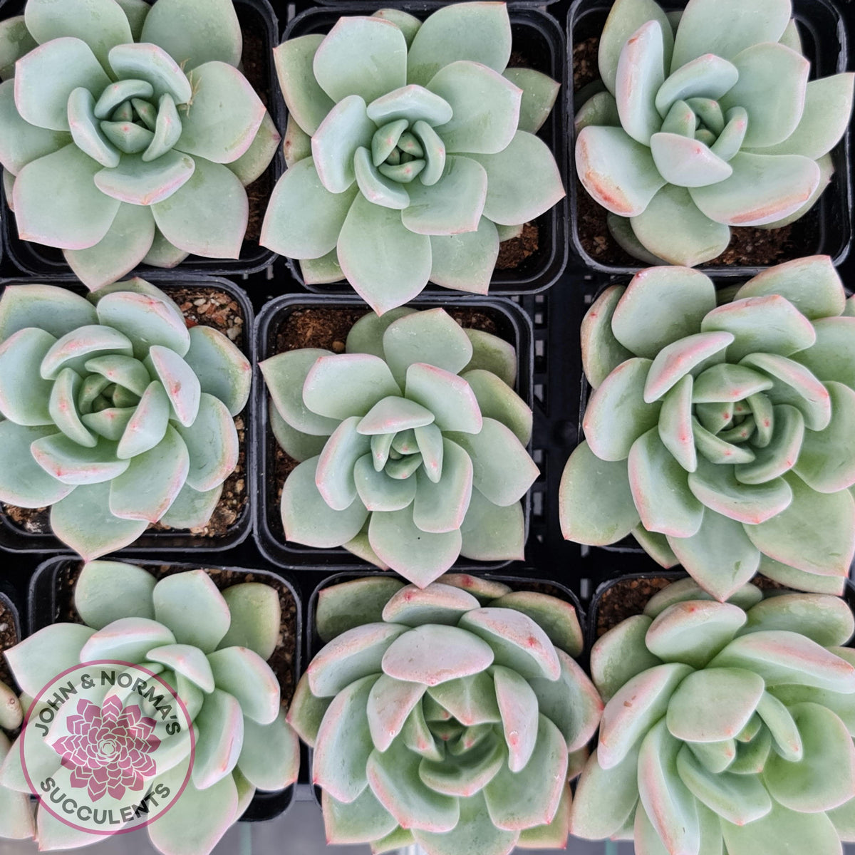 Echeveria 'White Night Champagne'