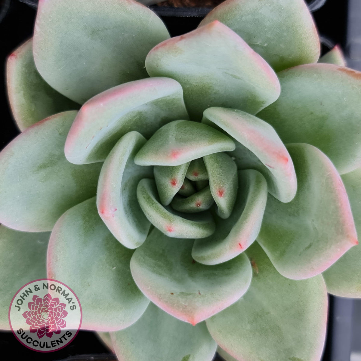 Echeveria 'White Night Champagne'