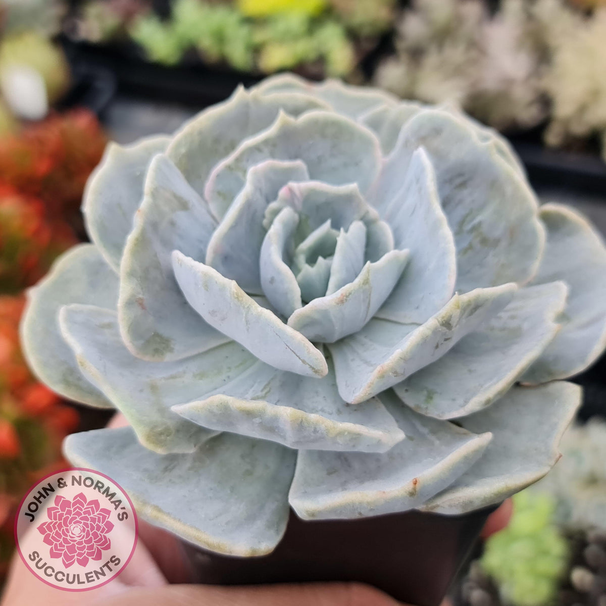 Echeveria Lilacina Monstrose