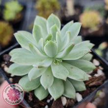 Load image into Gallery viewer, Sedeveria Markus Silk Variegation - John & Norma's Succulents