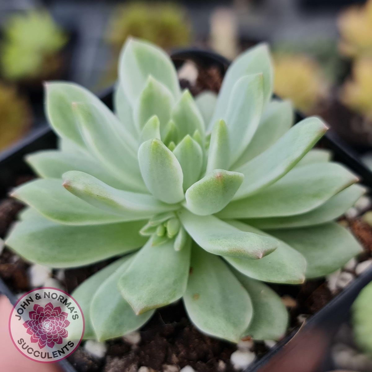 Sedeveria Markus Silk Variegation