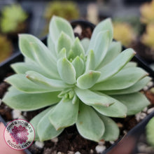 Load image into Gallery viewer, Sedeveria Markus Silk Variegation - John & Norma's Succulents