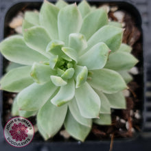 Load image into Gallery viewer, Sedeveria Markus Silk Variegation - John & Norma's Succulents