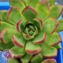 Load image into Gallery viewer, Echeveria Benimusume - John & Norma's Succulents