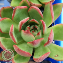 Load image into Gallery viewer, Echeveria Benimusume - John & Norma's Succulents