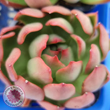 Load image into Gallery viewer, Echeveria Benimusume - John & Norma's Succulents