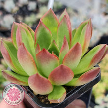 Load image into Gallery viewer, Echeveria Benimusume - John & Norma's Succulents